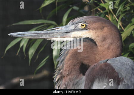 Goliath Heron Stockfoto