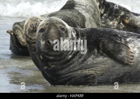 Kegelrobbe (Halichoerus Grypus) Grey Seal Stockfoto