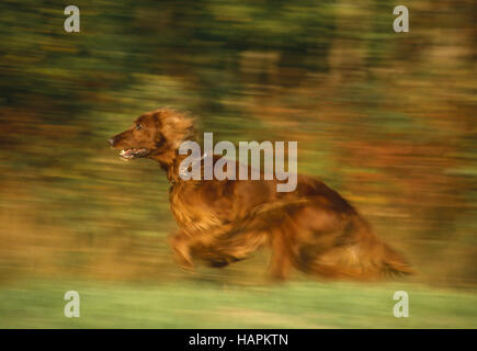 Irischer Setter / Irish Red Setter / Red Setter Stockfoto