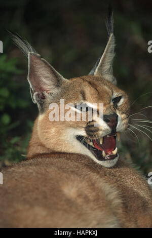 (Wuestenluchs) Karakal Caracal (afrikanische Lynx) Stockfoto