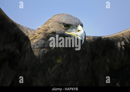 Steinadler, Steinadler (Aquila Chrysaetos) Stockfoto