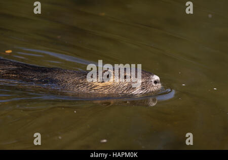 Biberratte, Nutria Stockfoto