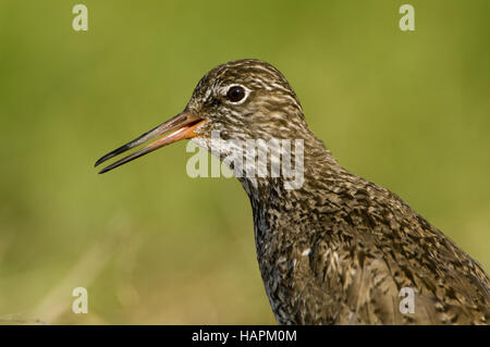 Rotschenkel, gemeinsame Rotschenkel Tringa totanus Stockfoto