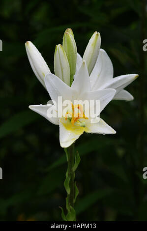 Lilium Candidum - Madonna Lilie Stockfoto