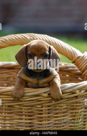 Kurzhaarkatzen Dachshound Stockfoto