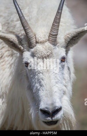 Eine Nahaufnahme der Bergziege. Stockfoto