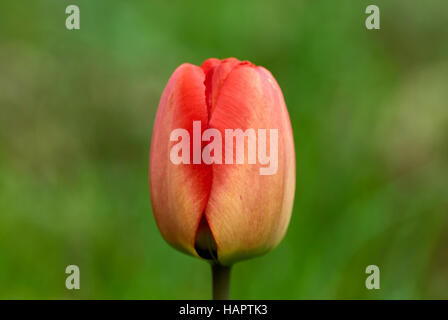 Nahaufnahme einer Tulpe Blume Stockfoto