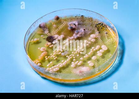 Bakterien-Kolonien in Petrischalen Stockfoto
