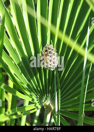 kleine Ansammlung von Waben auf Finger-Palme in Alora Landschaft Andalusiens Stockfoto