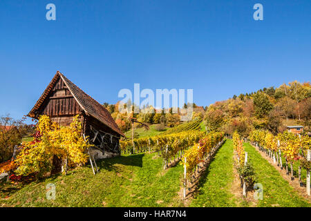 Weinberg auf Schilcher Wein Route mit traditionellen alten Hütte und Klapotetz Windmühle in der westlichen Steiermark, Österreich Stockfoto