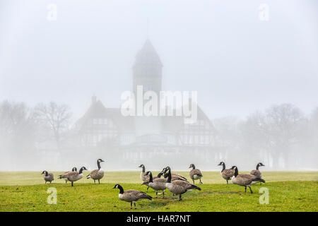 Kanadagänse an einem nebligen Morgen, Assiniboine Park, Winnipeg, Manitoba, Kanada. Stockfoto