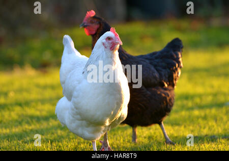 Hühner in einem Garten hinter dem Haus mit goldenen Sonnenlicht. Stockfoto