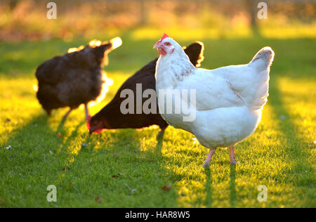 Hühner in einem Garten hinter dem Haus mit goldenen Sonnenlicht. Stockfoto