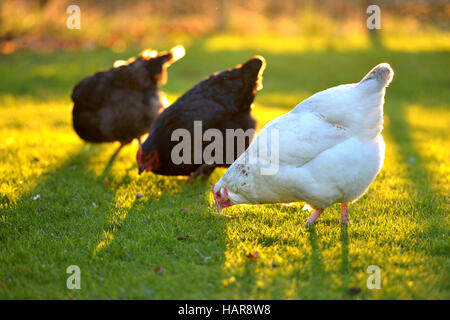 Hühner in einem Garten hinter dem Haus mit goldenen Sonnenlicht. Stockfoto