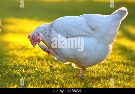 Hühner in einem Garten hinter dem Haus mit goldenen Sonnenlicht. Stockfoto