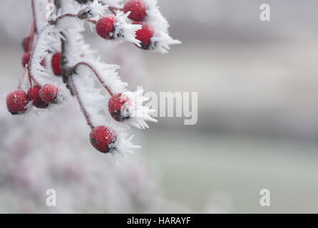 Crataegus Monogyna. Weißdornbeeren im Winter in Frost bedeckt. Schottland Stockfoto