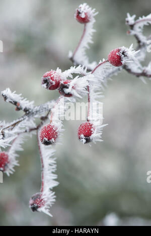 Crataegus Monogyna. Weißdornbeeren im Winter in Frost bedeckt. Schottland Stockfoto