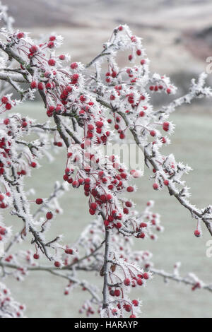 Crataegus Monogyna. Weißdornbeeren im Winter in Frost bedeckt. Schottland Stockfoto