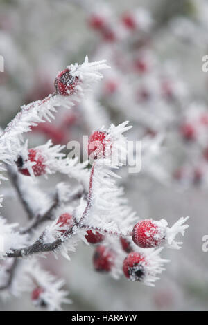 Crataegus Monogyna. Weißdornbeeren im Winter in Frost bedeckt. Schottland Stockfoto