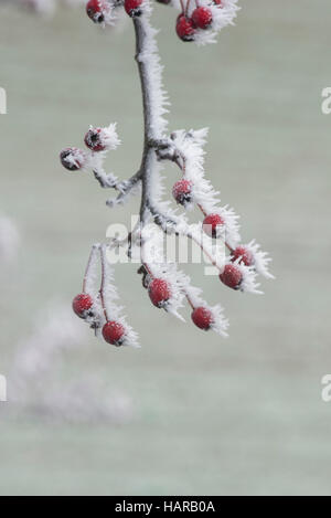 Crataegus Monogyna. Weißdornbeeren im Winter in Frost bedeckt. Schottland Stockfoto