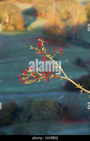 Crataegus Monogyna. Weißdornbeeren im herbstlichen Sonnenlicht am frühen Morgen. Cotswolds, UK Stockfoto