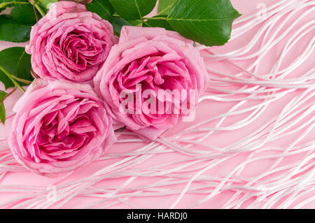 drei Rosa Rosen auf rosa Hintergrund Stockfoto