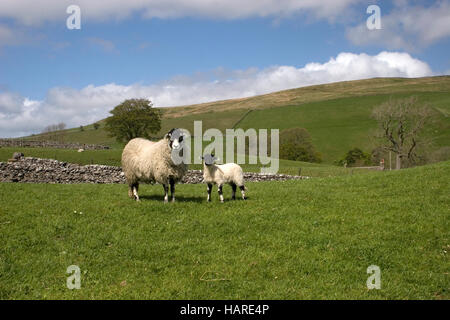 Swaledale Ewe und Lamm an Keld, Yorkshire Dales, England Stockfoto