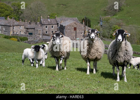 Herde von Swaledale Schafe und Lämmer im Feld, Keld, Yorkshire Dales, England Stockfoto