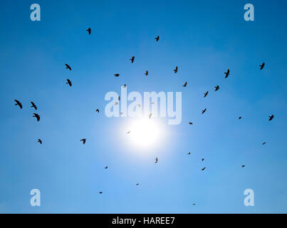 Silhouette einer Schafherde Amsel durch eine surreale Abendhimmel mit einem feurigen Sonne fliegen. Stockfoto