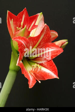 Amaryllis Stockfoto