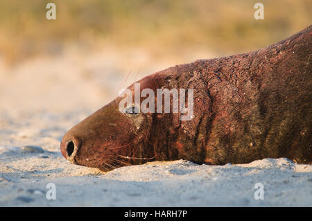 Graue Dichtung (Halichoerus Grypus) Stockfoto