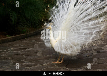 Pavo Cristatus Mut. Alba Stockfoto