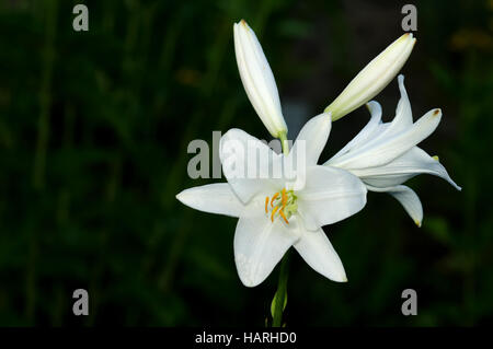 Lilium Candidum - Madonna Lilie Stockfoto