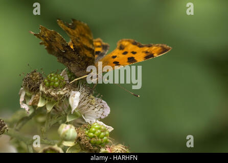 C-Falter, Polygonia c-Album, Komma Schmetterling Stockfoto