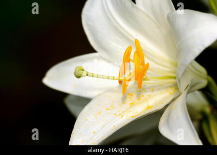 Lilium Candidum - Madonna Lilie Stockfoto