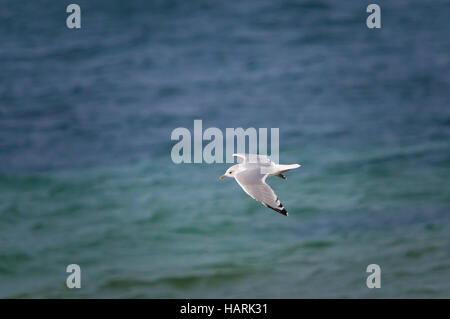 Ein Erwachsener gemeinsame Gull Larus Canus, im Flug über den Atlantik Stockfoto