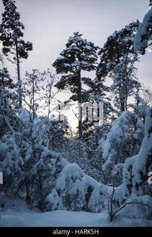 Ein Portraitbild von Schnee bedeckt, die Bäume und Boden in Badenoch und Strathspey, Schottland Stockfoto