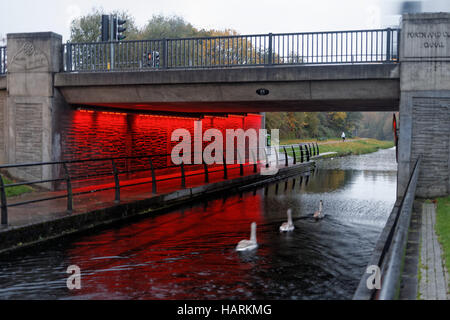 Schwäne auf dem Kanal Clydebank Forth und Clyde canal, Glasgow Stockfoto