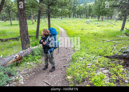 Wanderer, die ihren Weg durch die Wildnis auf der man Creek Nature Trail im Yellowstone National Park in Wyoming Stockfoto