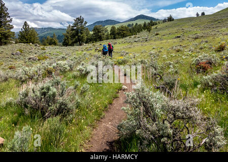 Wanderer, die ihren Weg durch die Wildnis auf der man Creek Nature Trail im Yellowstone National Park in Wyoming Stockfoto