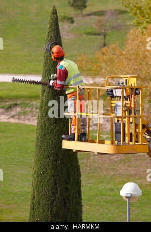 Ausgestatteten Mann auf einem Kran eine Zypresse mit Kettensäge beschneiden. Vertikal Stockfoto