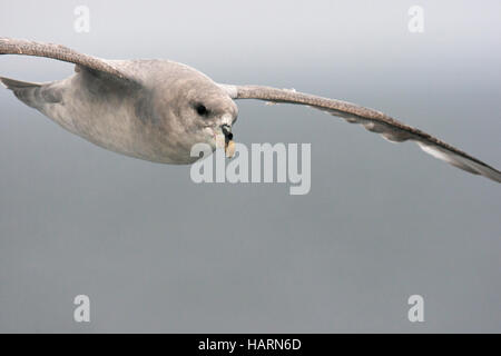 Nahaufnahme von Northern Fulmar / arktische Fulmar (Fulmarus Cyclopoida) dunkel / blau phase im Flug Stockfoto