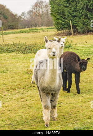 Eine neugierige Alpaka mit einem Schnurrbart Stockfoto