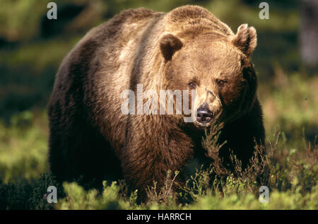 BRAUNBAER, Ursus Arctos, Braunbär Stockfoto