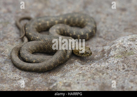 Wuerffelnatter, Natrix Tessellata, Würfel Schlange Stockfoto