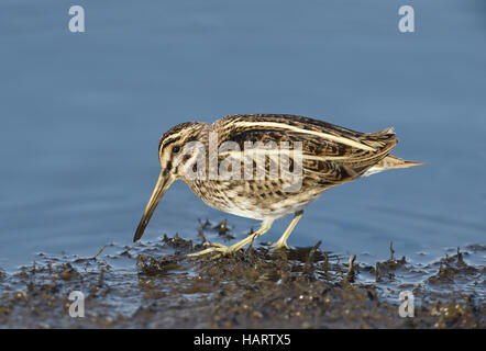 Jack Snipe - Lymnocryptes ZIP Stockfoto