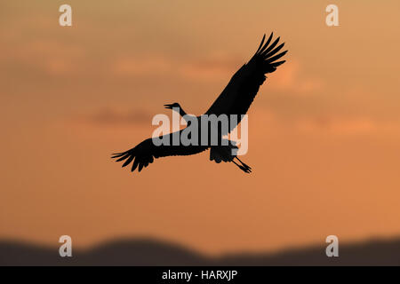 Weißstorch - Ciconia ciconia Stockfoto