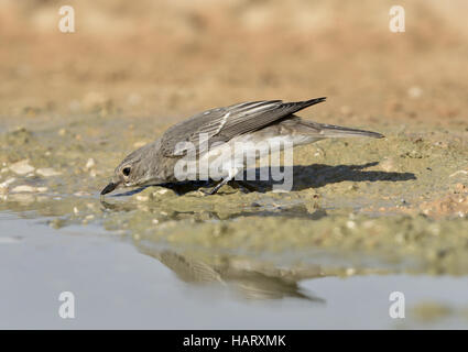 Grauschnäpper - Muscicapa striata Stockfoto