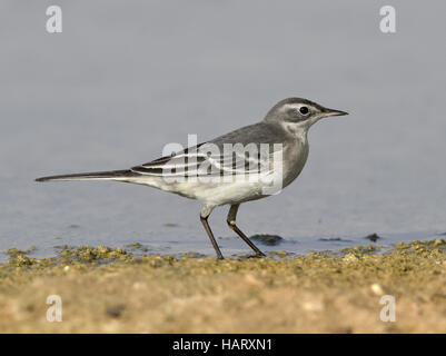 Östlichen Schafstelze - (Flava) Motacilla tschutschensis Stockfoto