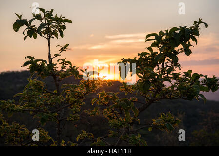 Teil eines Baumes in goldenes Licht mit der untergehenden Sonne dahinter skizziert Stockfoto